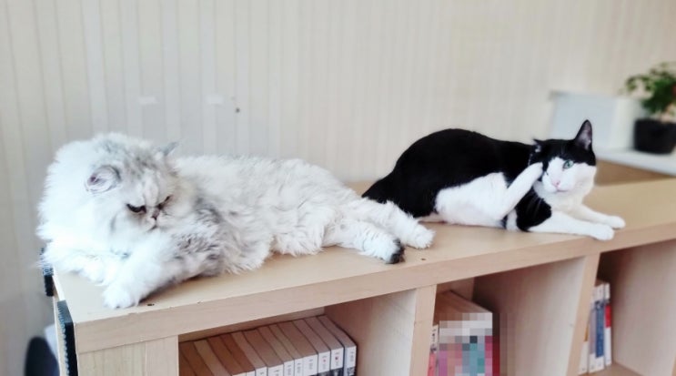  고양이 중성화 필수인 이유와 암컷 수컷 수술비용