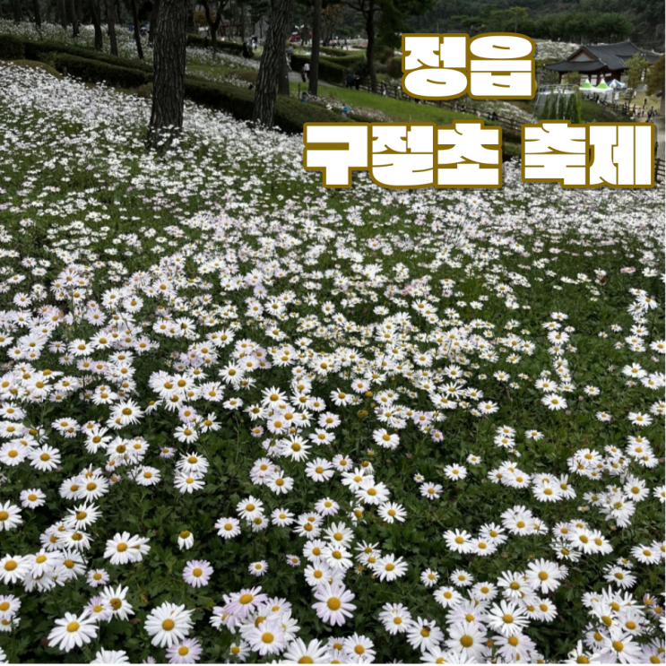 [정읍 가볼 만한 곳] "옥정호 구절초 축제" :: 구절초 개화 상황, 입장료 | 장금이 정원 주차장, 코스모스 억새