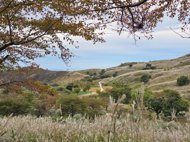  경남 합천<황매산군립공원>끝없이흐르는 은빛물결의 억새갈대밭