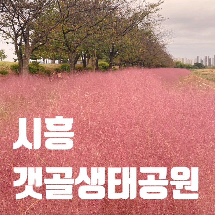 시흥 갯골생태공원 핑크뮬리 억새 댑싸리 칠면초 경기도 가볼만한곳