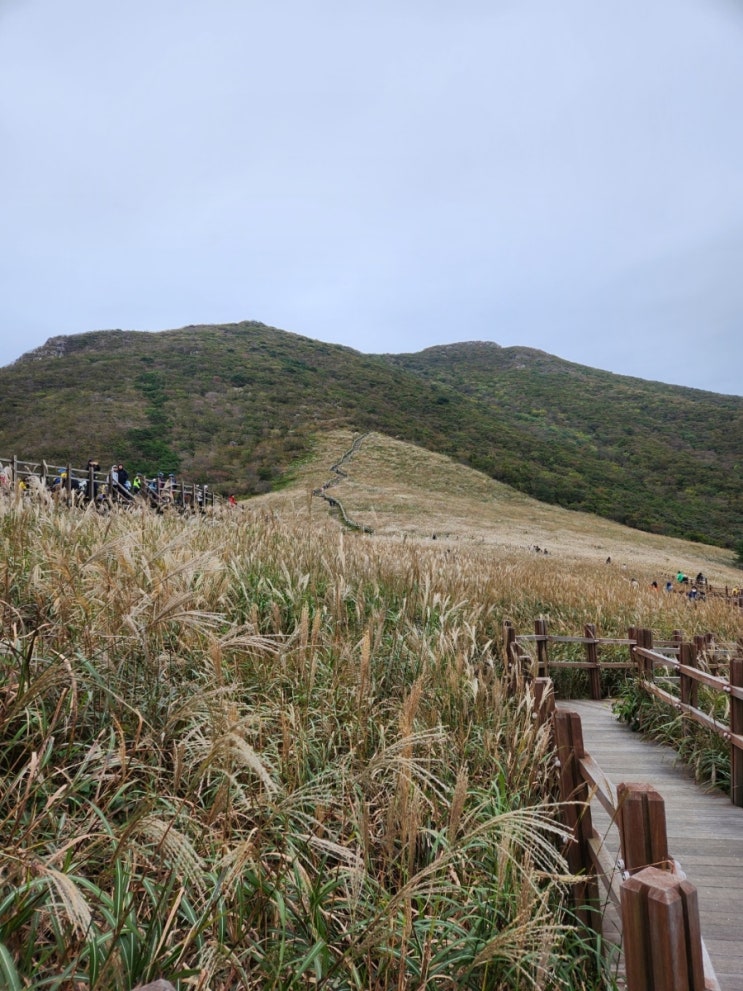 [울산-울주] 영남알프스 가을억새, 신불산 간월재(10.8 촬영, 민티)