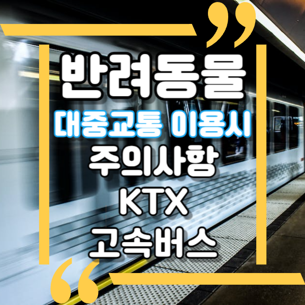  반려동물 대중교통 이용 시 주의사항 및 이용 가이드, 애완견 대중교통 이용 가능 여부