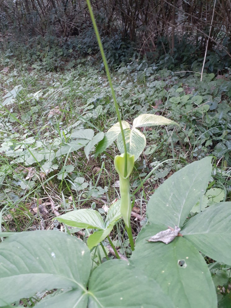  산책로 야생화