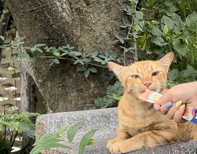 방콕여행 : 룸피니공원+노스이스트는 세트 | 룸피니 고양이들에게 한국츄르 전파하기