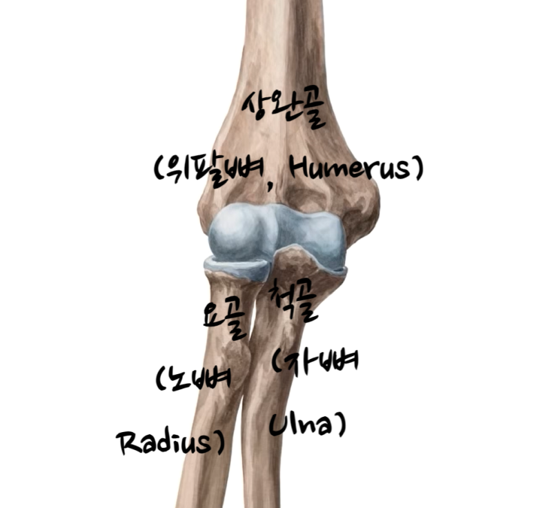 상완골(위팔뼈, humerus), 요골(노뼈, radius), 척골(자뼈, ulna)로 구성된 팔꿈치 관절의 구조와 기능 ...