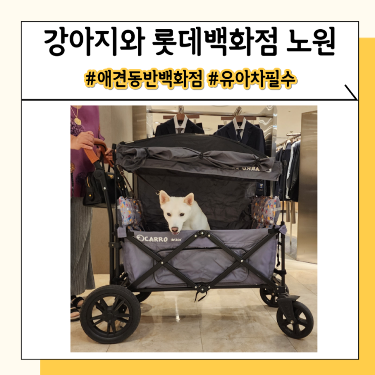 롯데백화점 강아지 애견동반 가능한 노원 백화점 롯데백화점 강아지 애견동반 가능한 노원 백화점