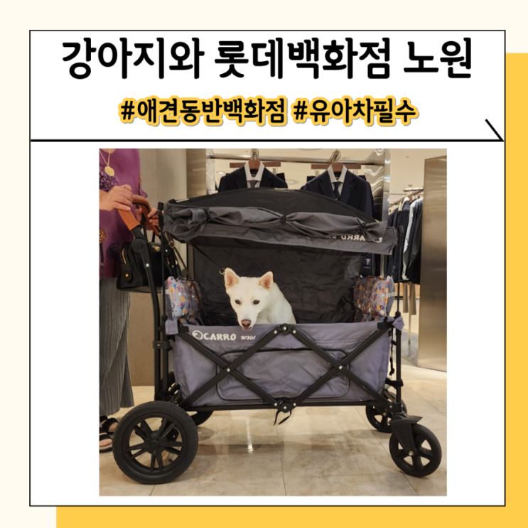 롯데백화점 강아지 애견동반 가능한 노원 백화점