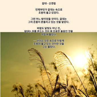  갈대  -신경림
