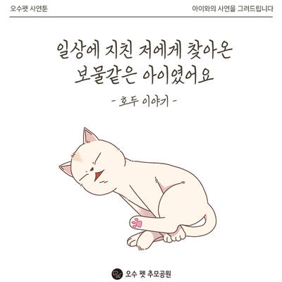  고양이 사연툰 브리티쉬 숏헤어 호두 이야기