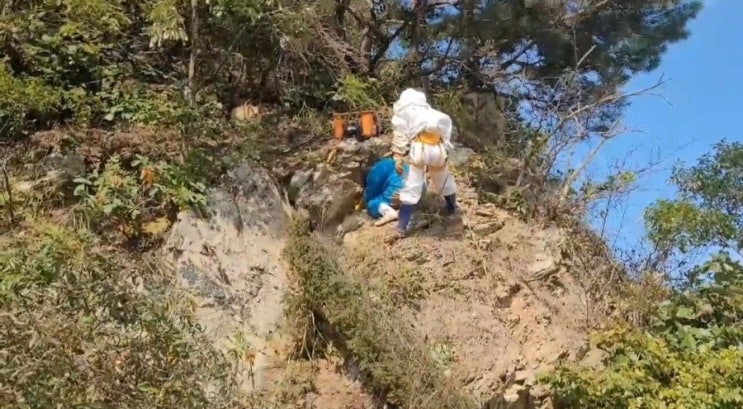 충남 당진까지 석청 작업하고 왔습니다. 석청 효능 정말 좋아요. 충남 당진까지 석청 작업하고 왔습니다. 석청 효능 정말 좋아요.