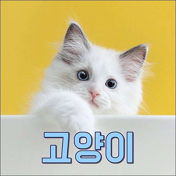 고양이꿈 해몽 새끼고양이 데려오는꿈 알고보니