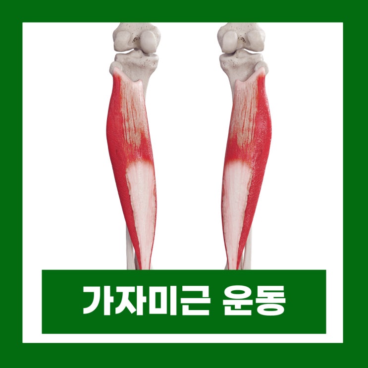  가자미근 운동 직장인 혈당스파이크 예방 SBS스페셜 육체실험