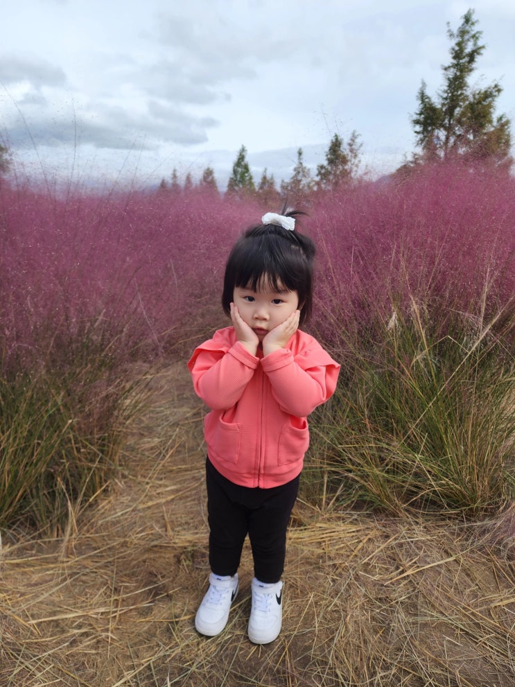 부산 아이랑 가볼만한 곳 - 대저생태공원 핑크뮬리