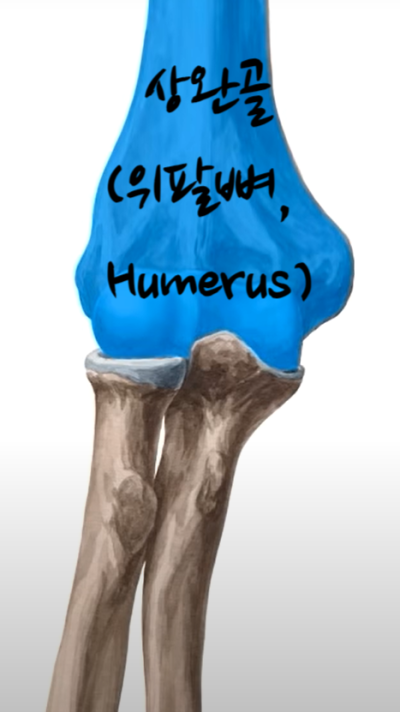 상완골(위팔뼈, humerus), 요골(노뼈, radius), 척골(자뼈, ulna)로 구성된 팔꿈치 관절의 구조와 기능 ...