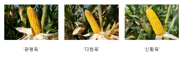 내년 사료용 옥수수는 국산 품종으로 심어보세요 내년 사료용 옥수수는 국산 품종으로 심어보세요