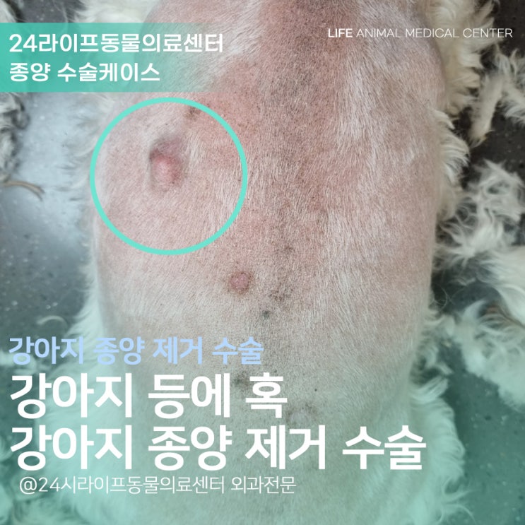 강아지 등에 혹 제거수술 : 대구 강아지 종양제거 암수술 혹제거수술