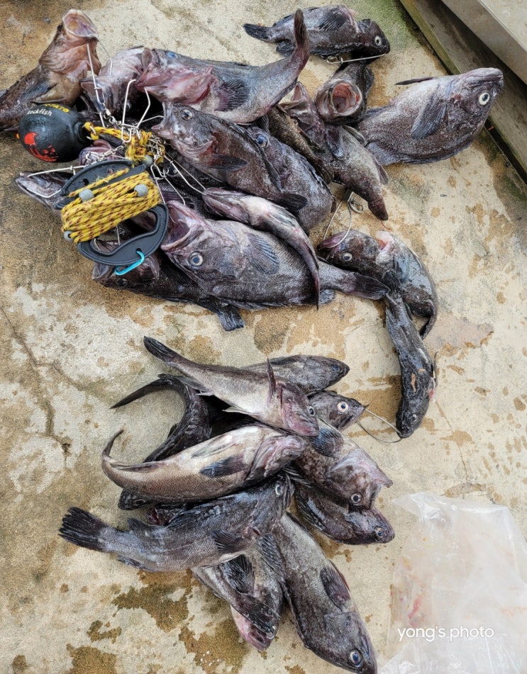  어청도 섬여행 우럭 밭에서 묵직한 손맛 붕장어는 덤