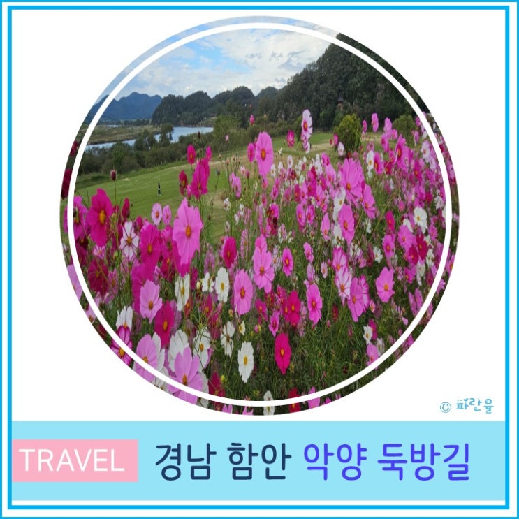  함안 둑방길 악양 뚝방길 코스모스 부산 근교 당일치기 드라이브 경남 여행 가을 꽃 놀이 명소 10월 가볼만한 곳