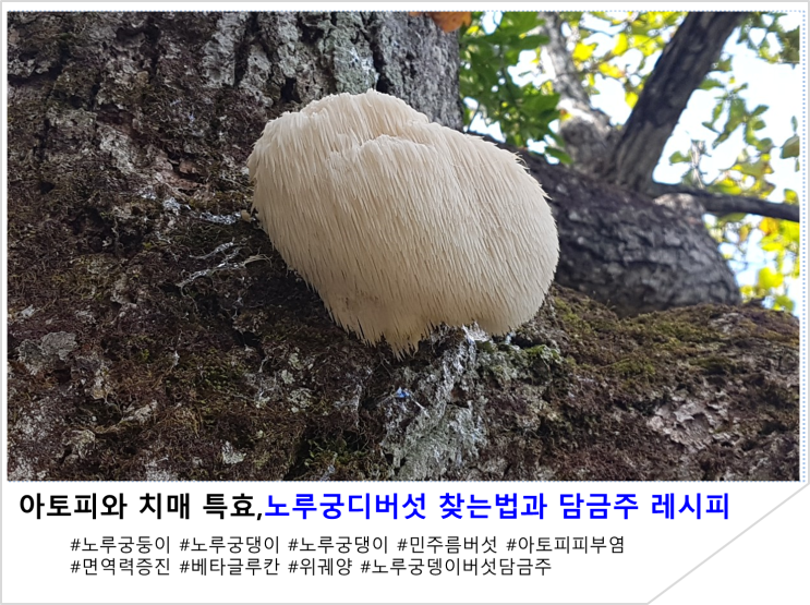  아토피와 치매예방에 특효, 노루궁뎅이버섯 찾는법과 담금주 레시피