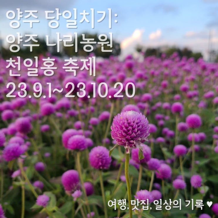  [양주 여행] 나리공원(농원) 천일홍 축제 10월 여행지로 추천 (feat.입장료,주차) _ 23.10.9