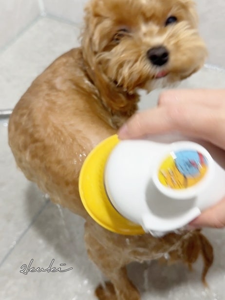 강아지 샤워기 페스룸 릴렉스 2.0 내돈내산 후기