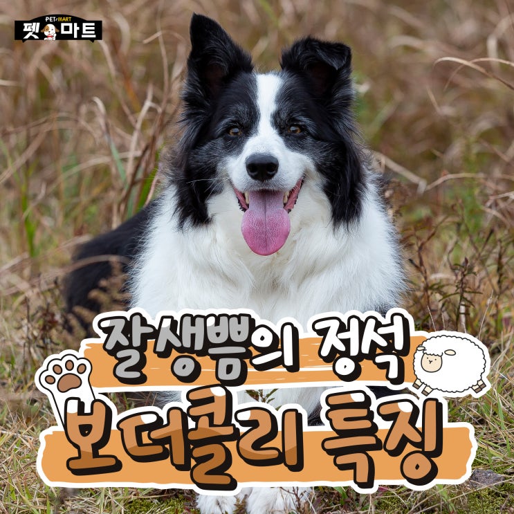  똑똑한 천재견 보더콜리 특징!