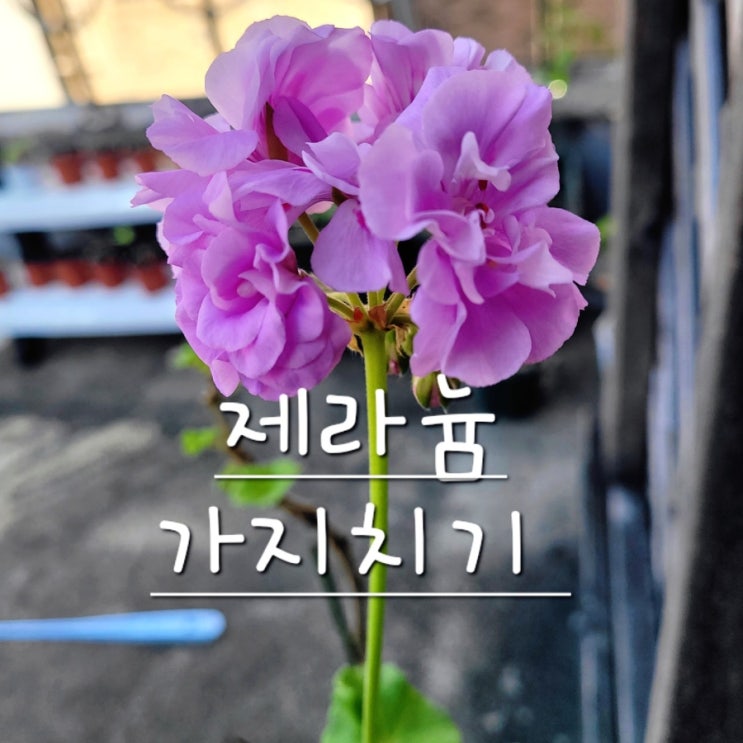  제라늄 가지치기 묵은둥이 강전정