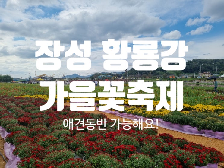2023 가을꽃축제 장성 황룡강 (애견동반)행사 / 콘서트 일정, 따뜻한섬 온도 카페까지