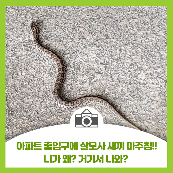  니가 왜? 거기서 나와? 아파트 출입구에 살모사 새끼 뱀 출현~!!