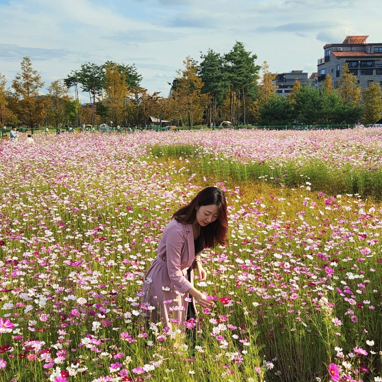  대전 가을 가볼만한곳 도안동 코스모스 억새숲 데이트코스로 딱이야