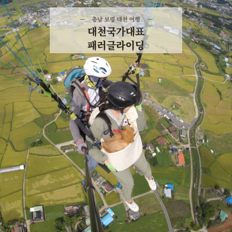  충남 보령 대천해수욕장놀거리 액티비티 추천 대천국가대표패러글라이딩 애견동반 탑승 후기