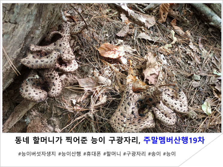  동네 할머니가 찍어준 능이 구광자리, 주말멤버산행 19차
