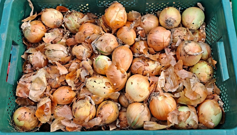 만생종양파 20kg 장아찌용 소 가정용 무안 나주 함평 양파[무료배송]