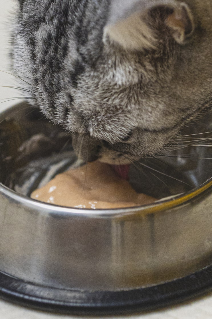 1년 넘게 사용 중인 반려동물 고양이 영양제 유산균