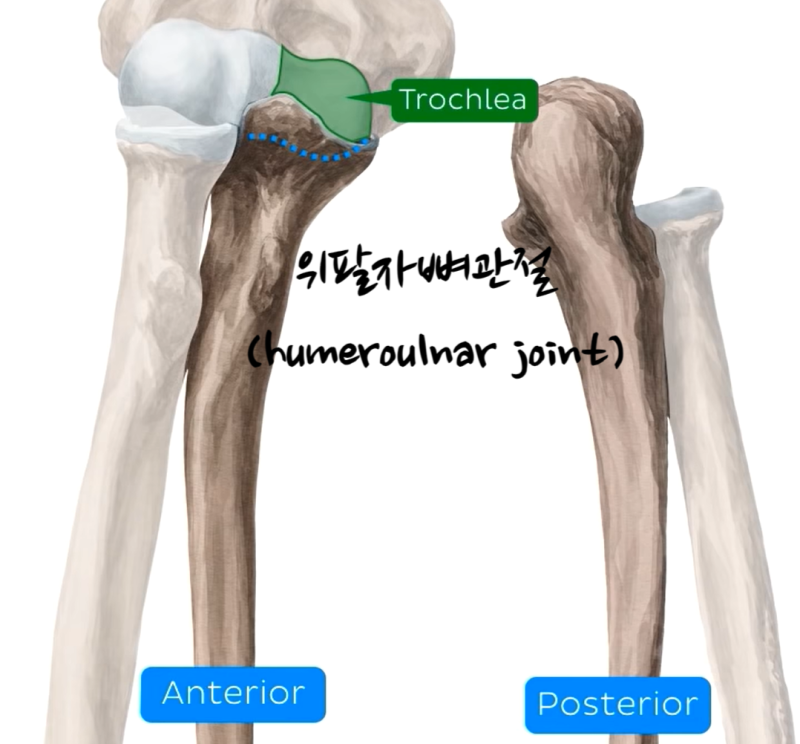상완골(위팔뼈, humerus), 요골(노뼈, radius), 척골(자뼈, ulna)로 구성된 팔꿈치 관절의 구조와 기능 ...