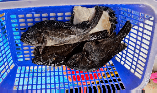  삼길포 선상횟집 즉석에서 떠주는 싱싱한 아나고 우럭 도다리 식당에서 매운탕 까지 즐기다 서해1호