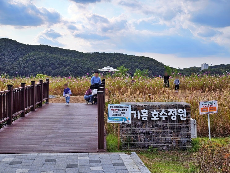  수도권 가볼만한곳 경기도 용인 기흥호수공원 데이트코스 나들이 코스모스 주차 정보