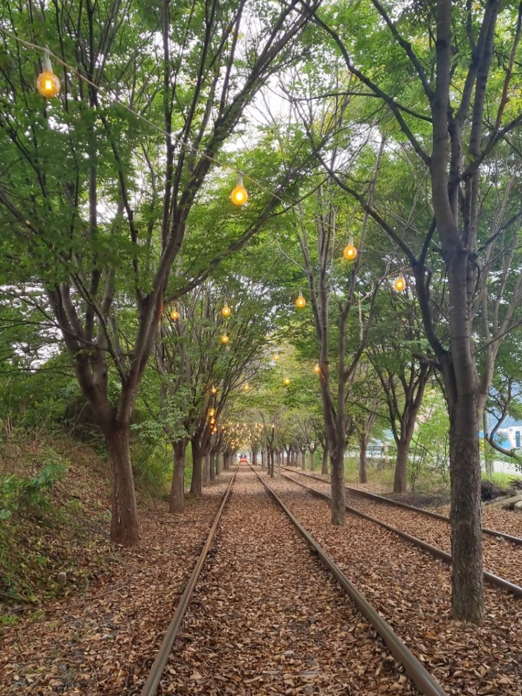  가평 레일바이크 레일파크 예약 실패 후 현장구매 할인정보, 가평 놀거리