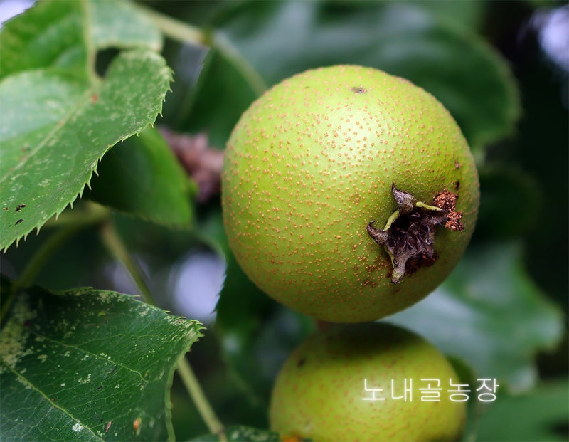 자연산 돌배 파는곳 산돌배 진액 판매 가격 돌배차 돌배즙 먹는법