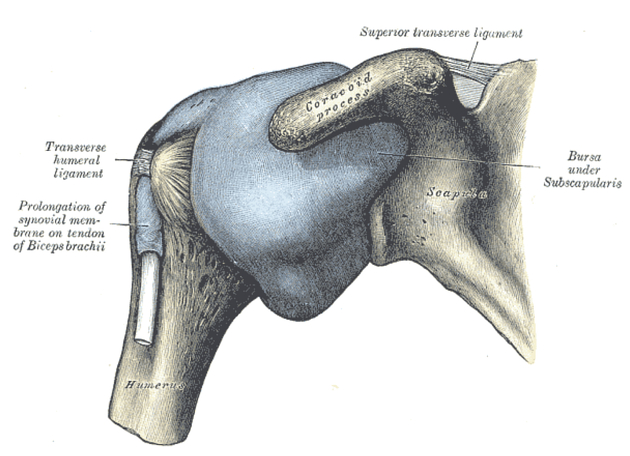 [견관절] 어깨 관절의 통증 - 3. 어깨 점액낭염(Bursitis of shoulder)