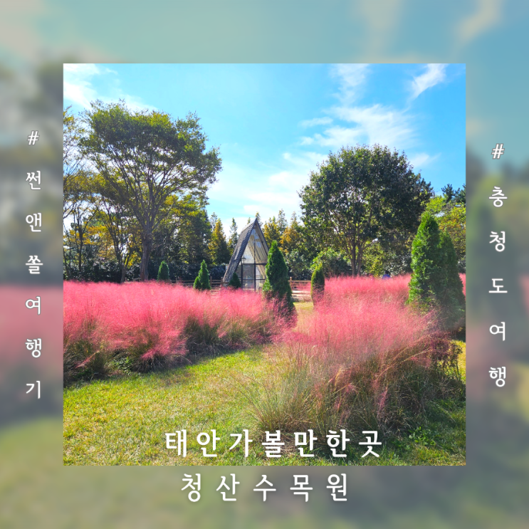  태안청산수목원 입장료 팜파스 축제 핑크뮬리 10월 모습