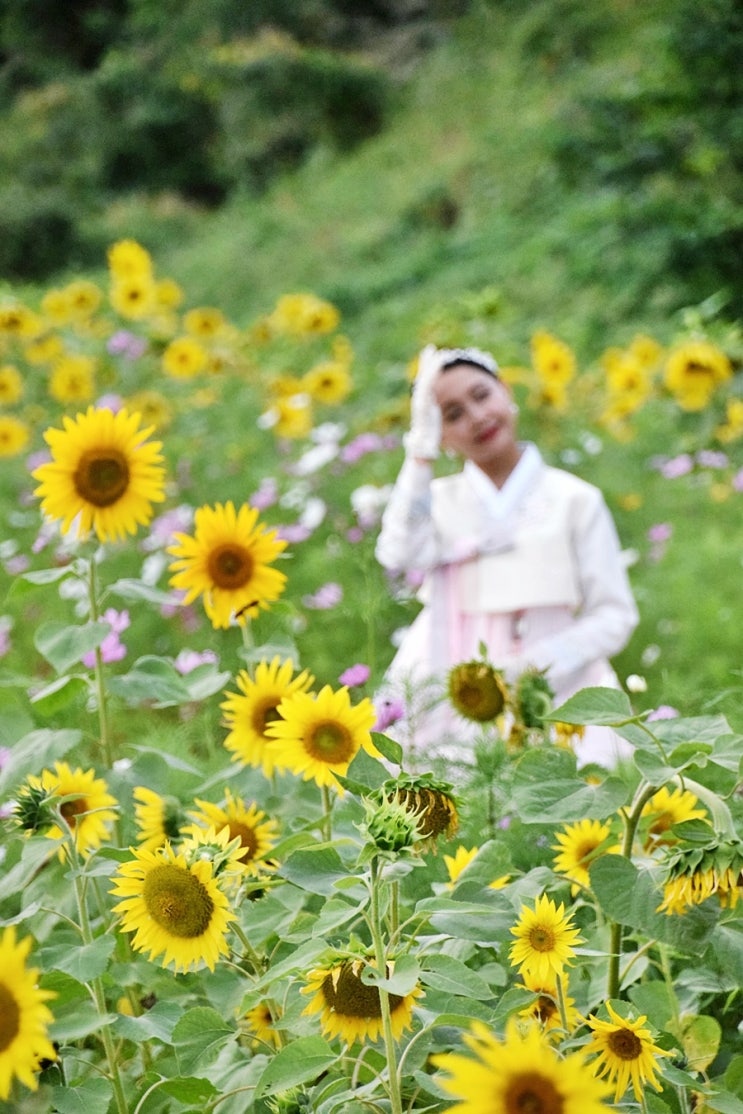  밀양 꽃 구경 해바라기 코스모스 가득 산외면