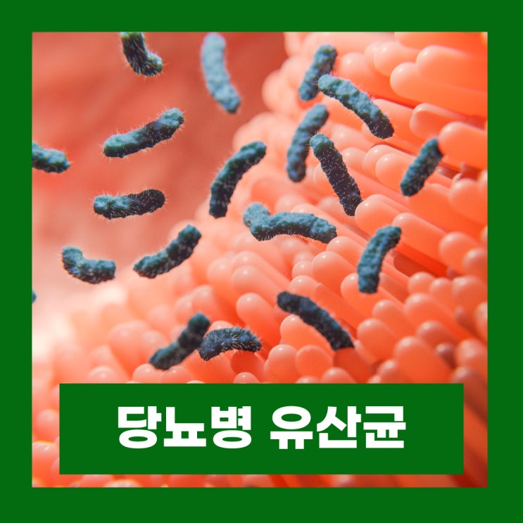  당뇨병 당뇨전단계 장내세균 프로바이오틱스 유산균 HAC01 효과 관계