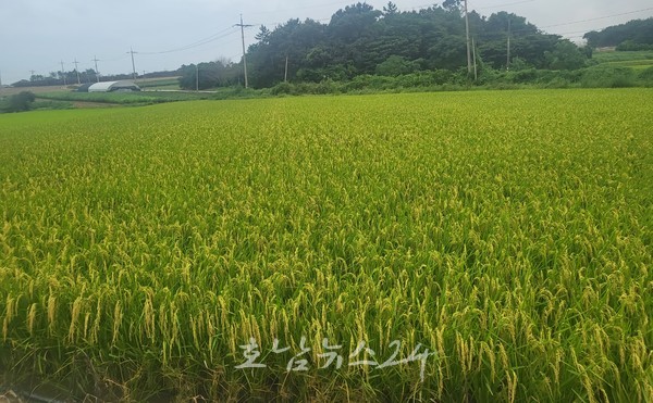  전남도, 2024년 가루쌀 생산단지 조성사업 전국 최다 사업비 확보