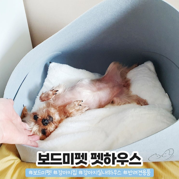 보드미펫 강아지집 댕댕이도 강아지숨숨집 필요해 보드미펫 강아지집 댕댕이도 강아지숨숨집 필요해