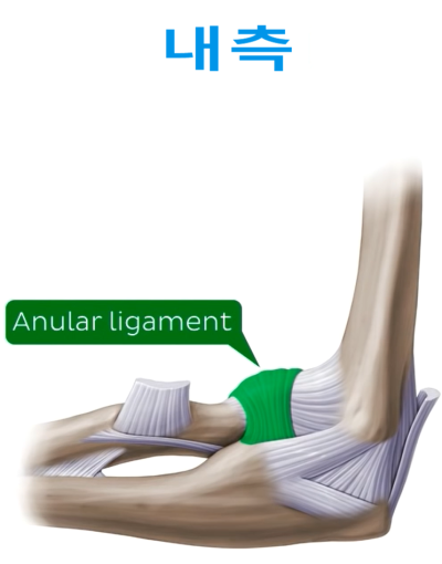 상완골(위팔뼈, humerus), 요골(노뼈, radius), 척골(자뼈, ulna)로 구성된 팔꿈치 관절의 구조와 기능 ...