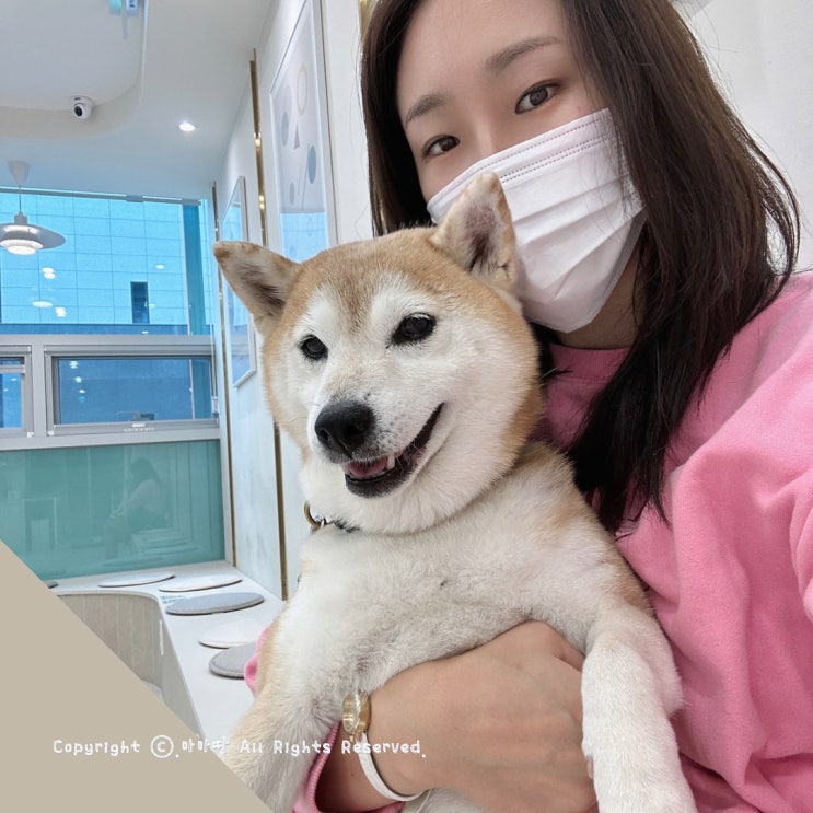  남양주 다산 반려견 안과 정밀 검진 후기
