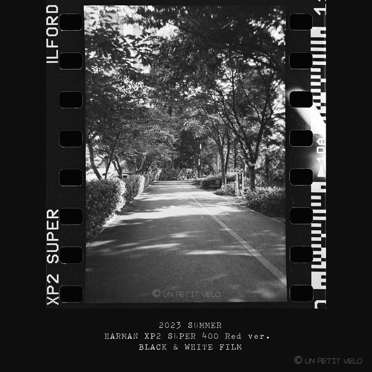 23년의 여름 기록 | 하만 일회용 흑백 필름카메라 일포드 XP2 SUPER 400 | 필름로그 퍼포레이션 스캔