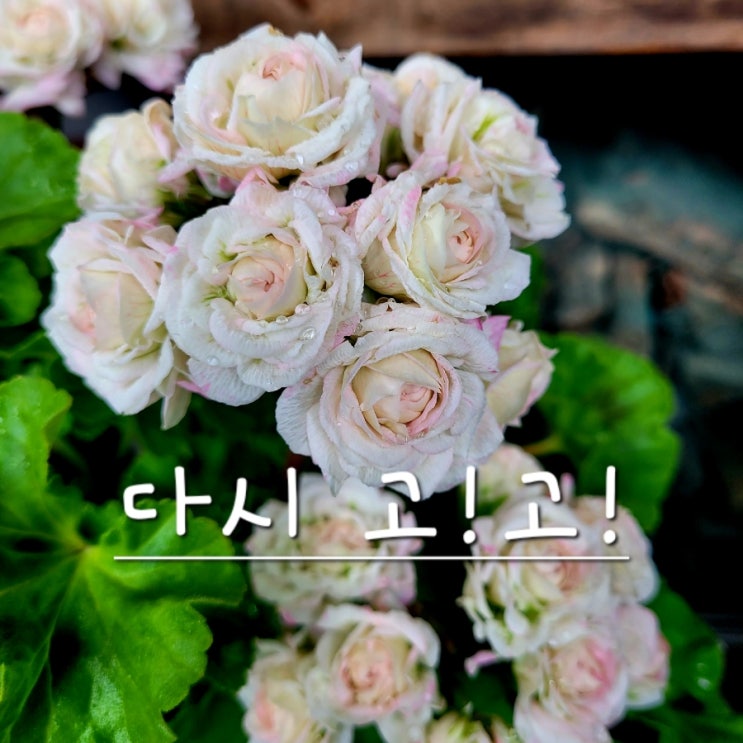  삽수 다시 달려 볼까요?