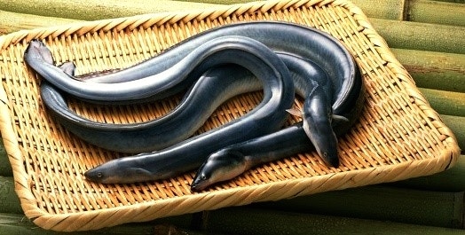 (장어꿈)의 여러 상황별 꿈해몽